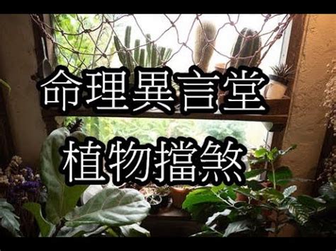 擋煞植物 辦公室|【辦公室 擋煞】辦公室風水佈局全攻略！植物擺放與煞氣破解法